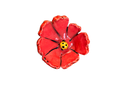 Day Lily/Cutie-Pie-Coral