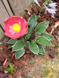 Floral Fantasy Pollinator Cup