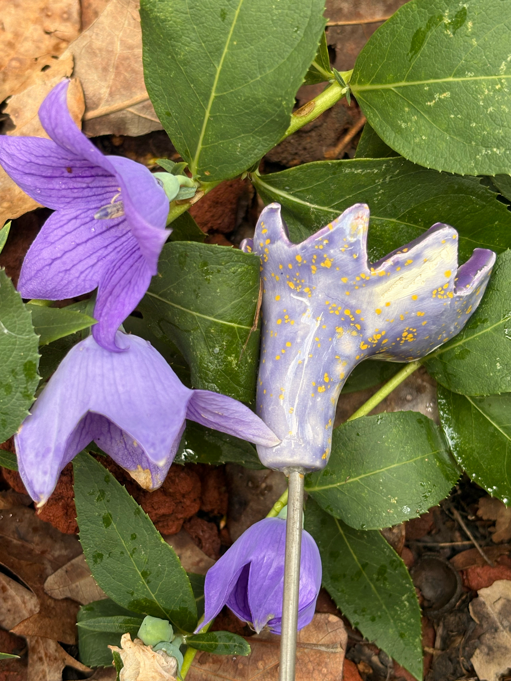 Periwinkle Skies Pollinator Cup