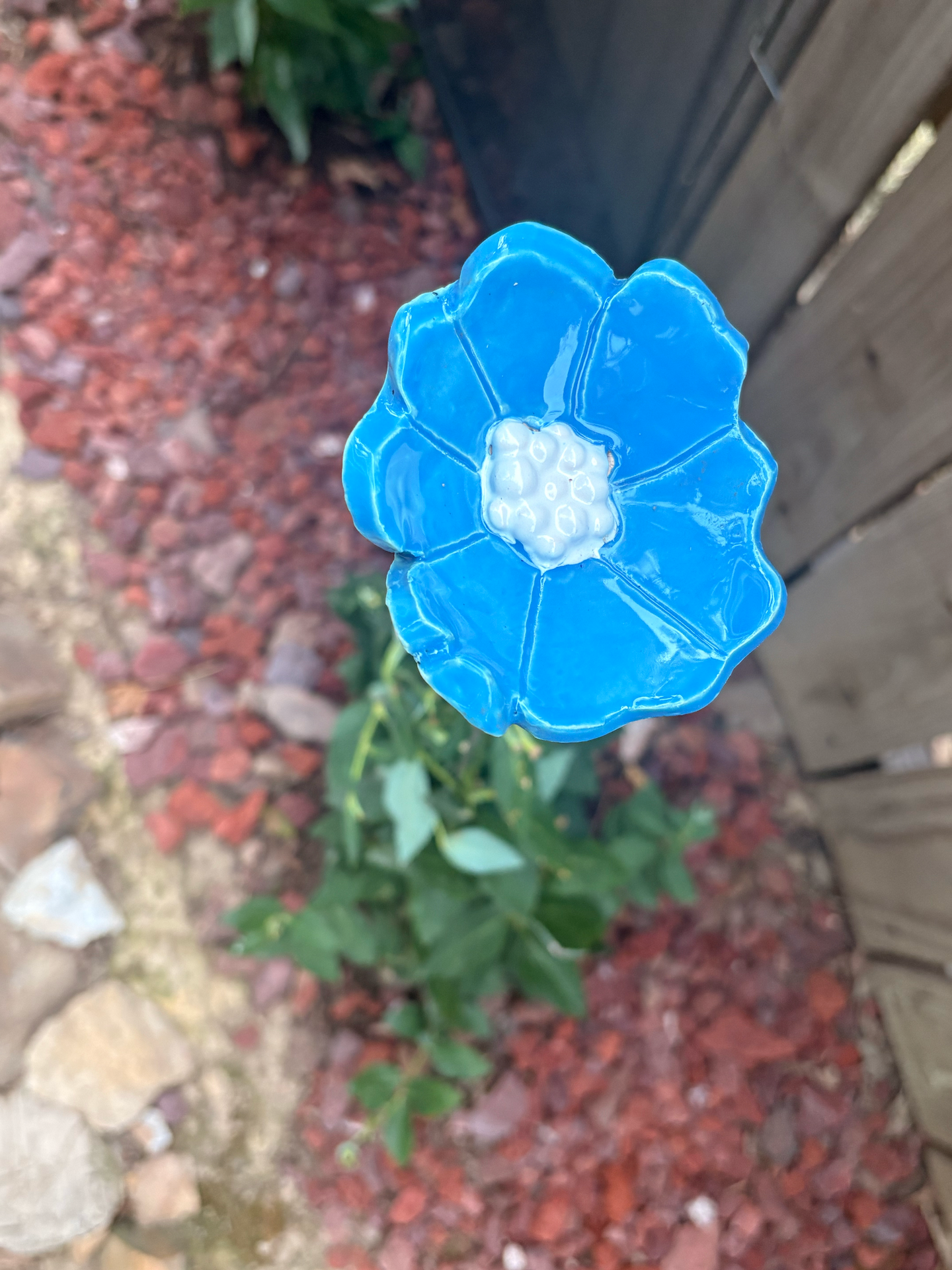 Tahiti Grape Pollinator Cup