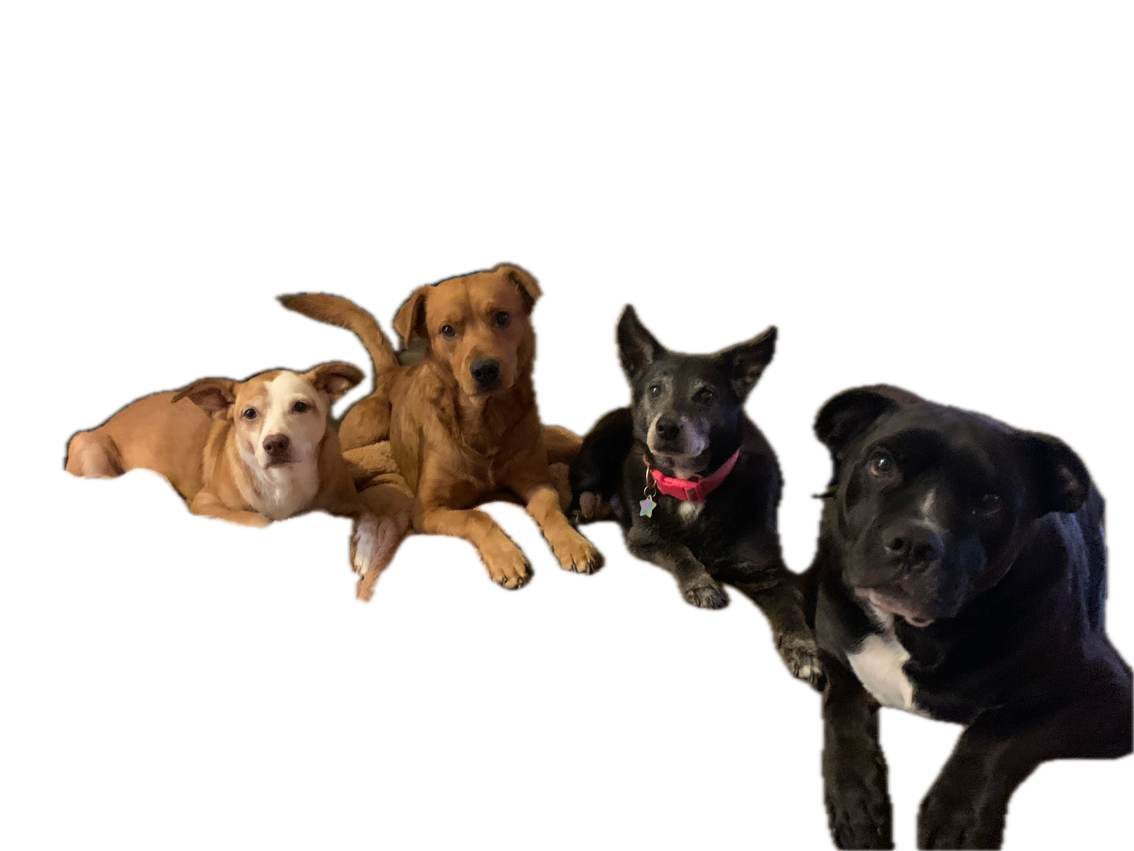 My rescue dogs.